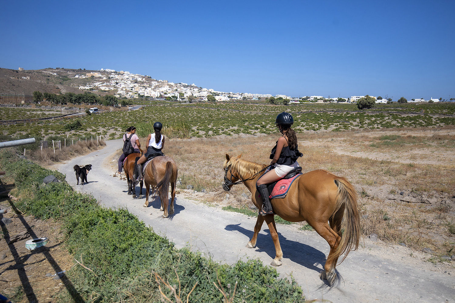Horse Riding - Santorini