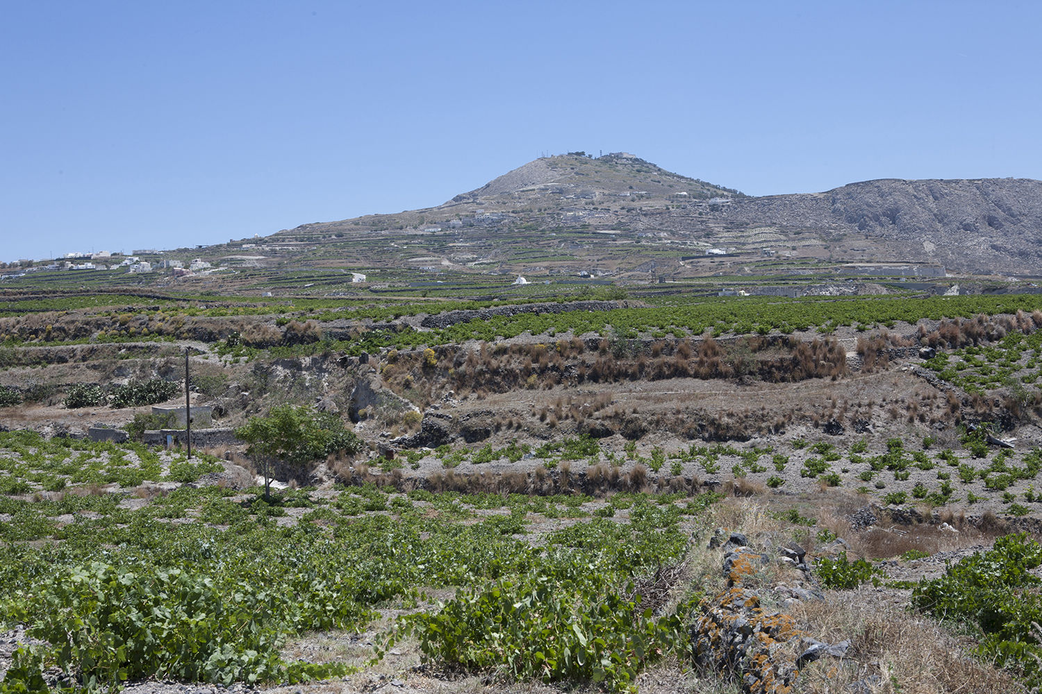 local winery - Santorini